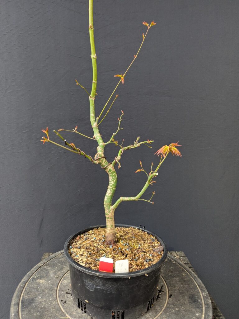 #0010 Japanese Maple