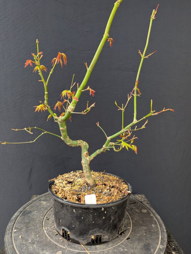 #0009 Japanese Maple