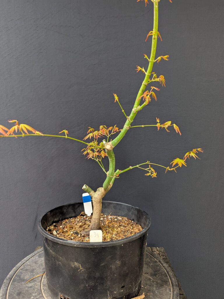 #0034 Japanese Maple