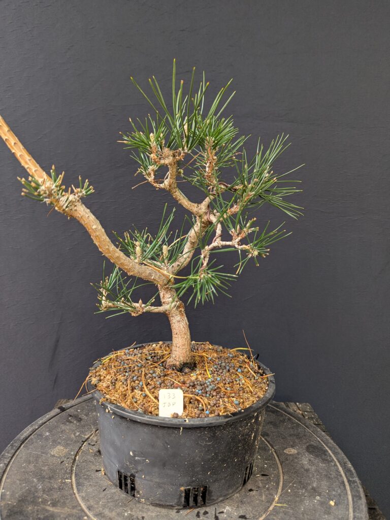 #0133 Japanese Black Pine