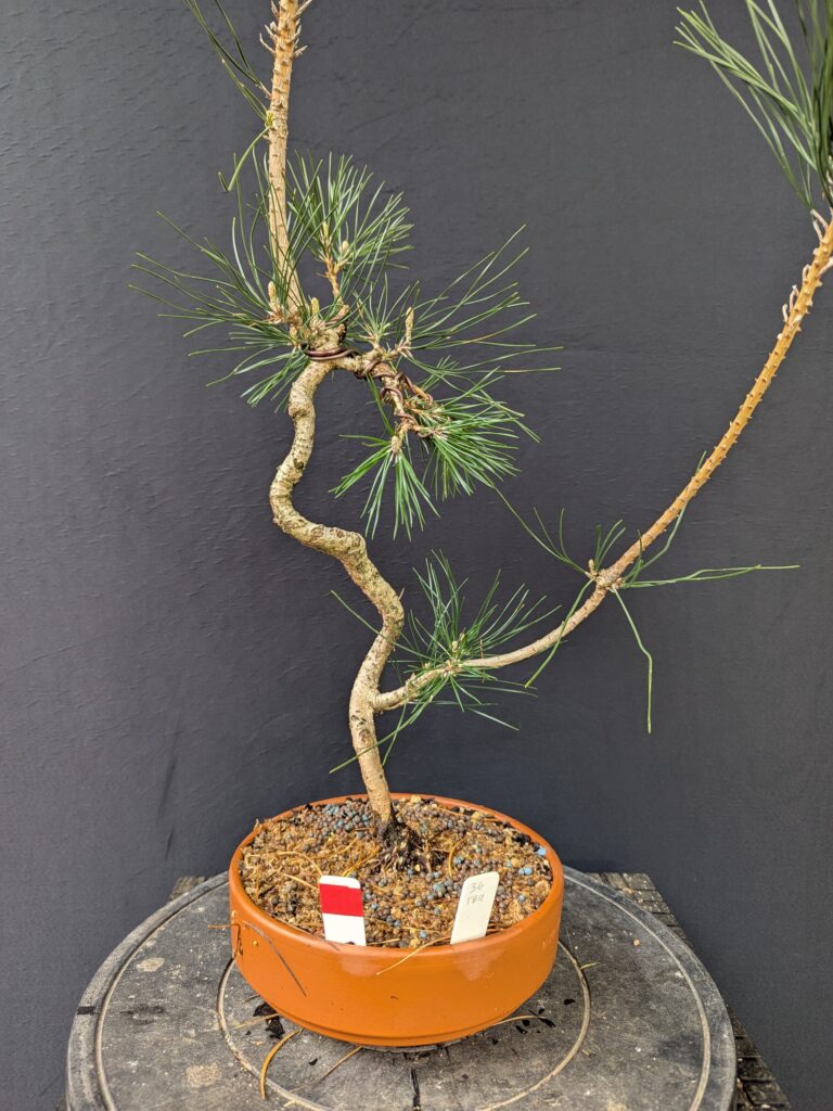 #0036 Japanese Black Pine