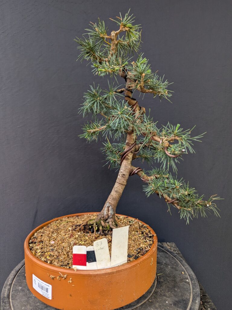 #0033 Atlas Cedar (blue)