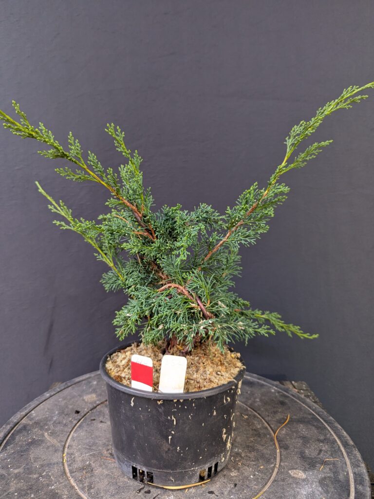 #0252 Shinpaku Chines Juniper