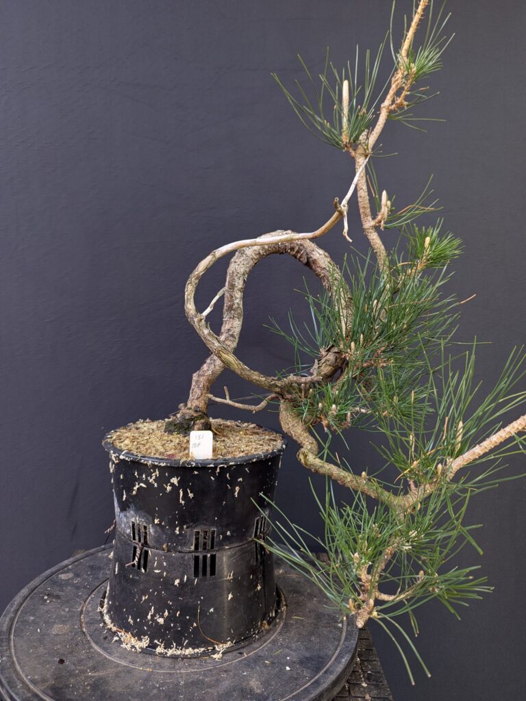 #0151 Japanese Black Pine