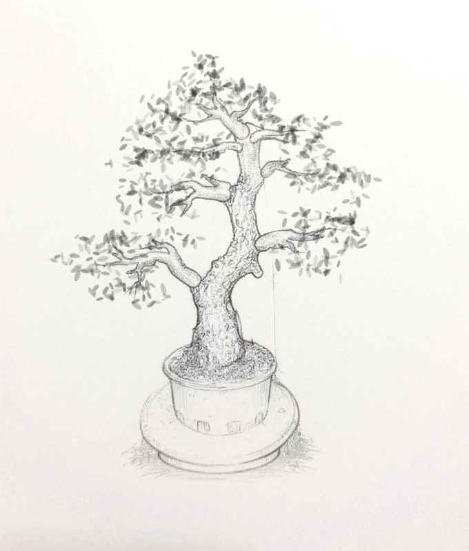 Bonsai Plan