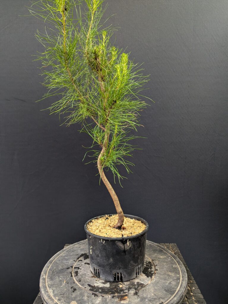 #0340 – Radiata Pine