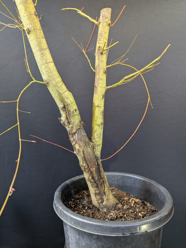 #0342 Japanese Maple